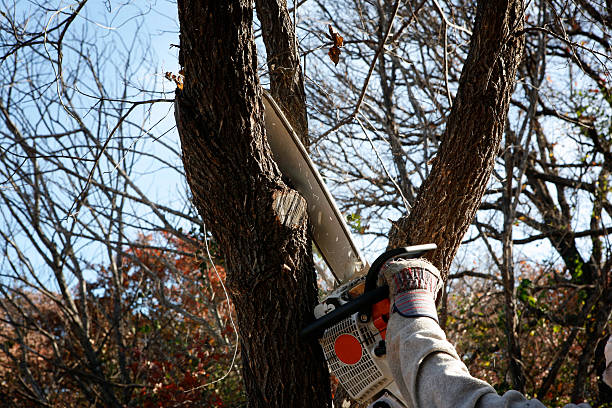 Best Lawn Pest Prevention  in Lovelock, NV