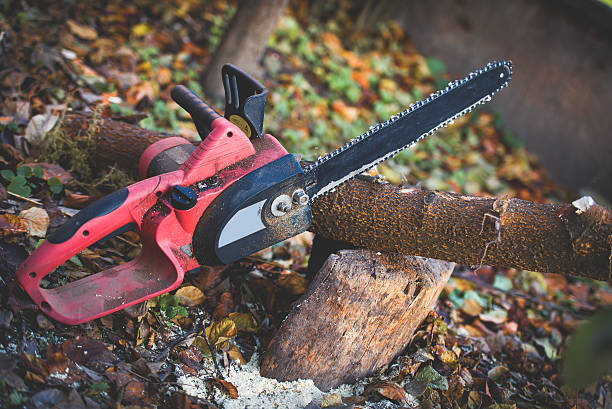 Best Storm Damage Tree Cleanup  in Lovelock, NV